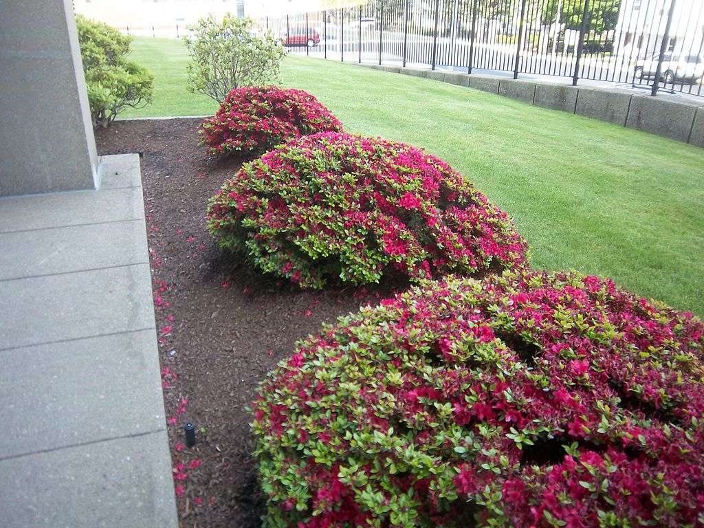 When To Trim Bushes Aka Shrubs Timing How Often And More 